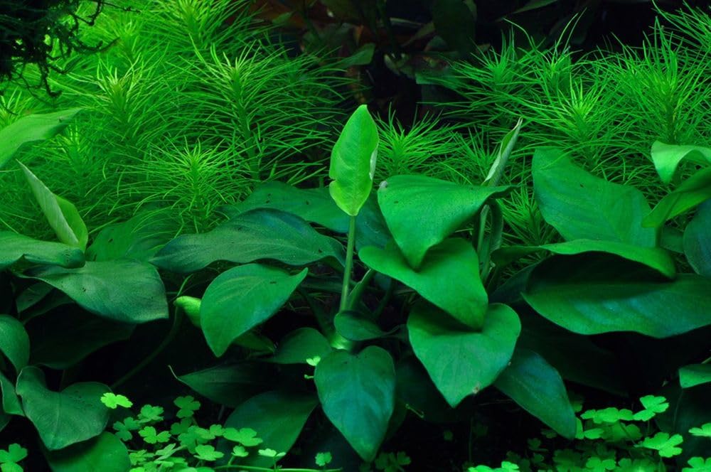 AquaOne Acuario Planta En Vitro Anubias barteri nana Planta Acuática 1-2-Grow! Planta de Acuario Vaso Plantas de Laboratorio Acuario Decoración Aquascaping