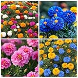 1050+ Mixed Marigold Seeds for Planting Outdoors Non-GMO Heirloom