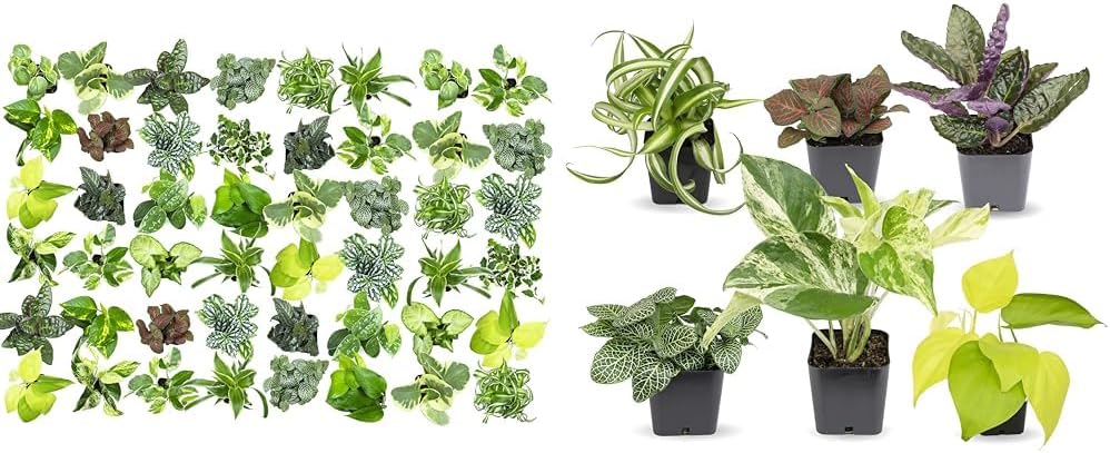 Easy to Grow Houseplants (48 Pack) Live House Plants in Plant Containers, Growers & Easy to Grow Houseplants (Pack of 6), Live House Plants in Containers, Growers Choice Plant Set in Planters