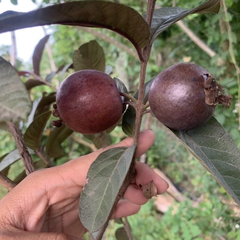 Image of Natura GreenHouse 1 Live Red Malaysian Guava Amrud Plant hybrid all seasons Height 1.5-2 FT (Malaysian Red guava)