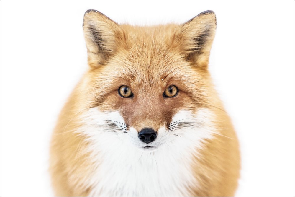 Follow Me ふゆのきつね 井上 浩輝 ナショナル ジオグラフィック 井上 浩輝 本 通販 Amazon Follow Me ふゆのきつね 井上 浩輝 ナショナル ジオグラフィック 井上 浩輝 本 通販 Amazon