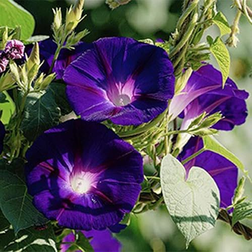 Miniatura 5 de QAUZUY GARDEN 30 semillas de gloria matutina negra, gloria de la mañana, Ipomoea Purpurea  Flor de gloria matutina común más oscura más profunda y