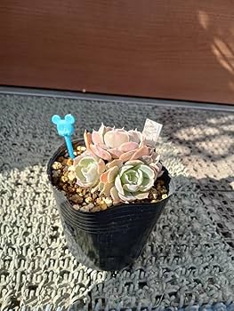 Amazon.co.jp: 多肉植物 ベレン 抜き苗 え エケベリア 7ハーフポット