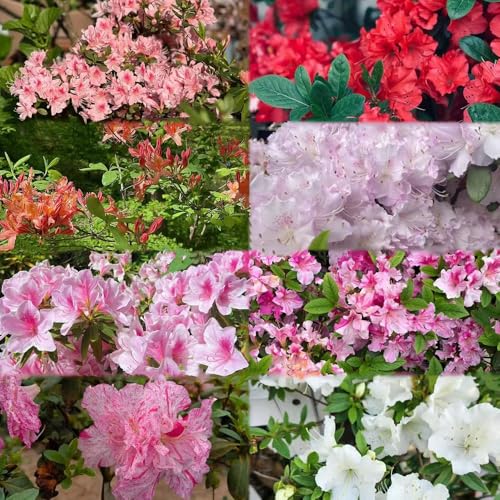 semillas rododendro Las perennes son perennes resistentes decoración - serie de raras - jardín 600pcs