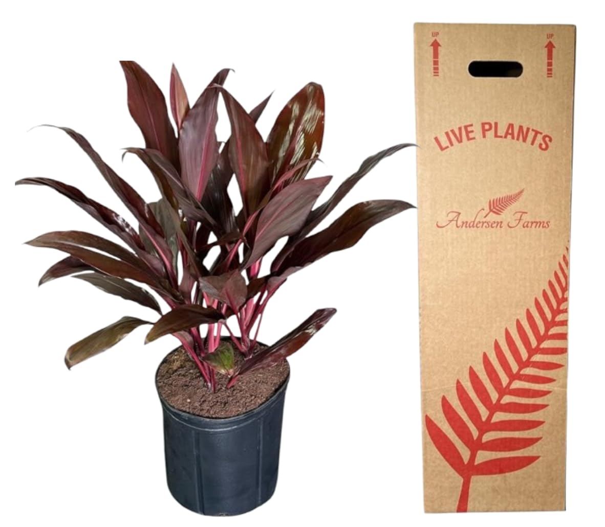 Andersen Farms Cordyline Auntie Lou – 10 Inches Grower Pot – Tropical Burgundy Foliage – Live Indoor/Outdoor Decorative Houseplant, Vibrant Easy Care