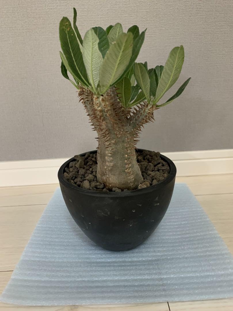 Amazon.co.jp: ホロンベンセ 現地球 発根済 塊根植物 ダブルヘッド 2頭