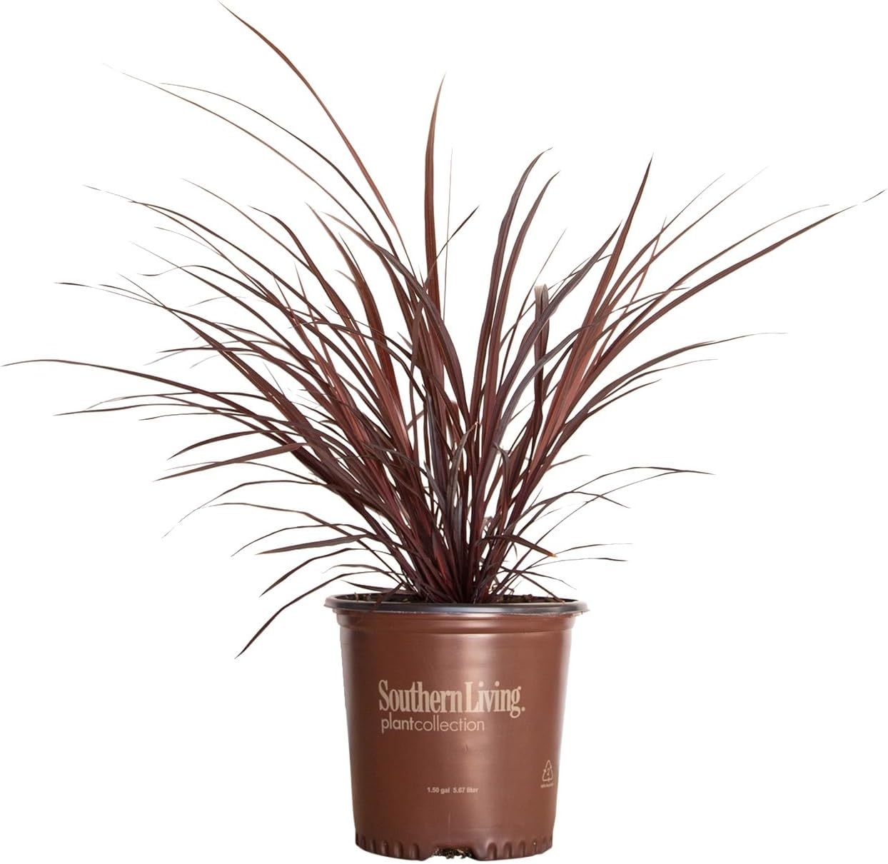 Design-A-Line Cordyline (2.5 Quart) Tall Evergreen Grass-Like Perennial with Burgundy-Purple Foliage - Full Sun to Part Shade Live Outdoor Plant - Southern Living Plants