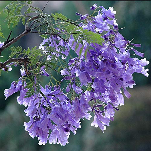 20+ Purple Jacaranda Mimosifolia Flowers Tree Seeds Plant Home Garden #TOP4