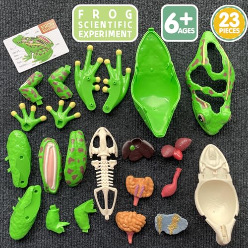 Image of LUCKY GUESS 4D Frog Anatomy Model 23-Part Puzzle with Flash Cards | 23 Part Puzzle, 11 Knowledge Flash Cards, Detachable Organs and Body Parts, Educational Medical Clinic Teaching Equipment