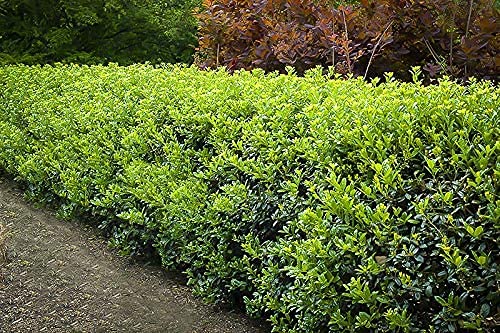 Dwarf Burford Holly | 1 Live Quart Size Plant | Ilex Burfordi Evergreen Hedge Red Berries Shrub Tree #TOP1