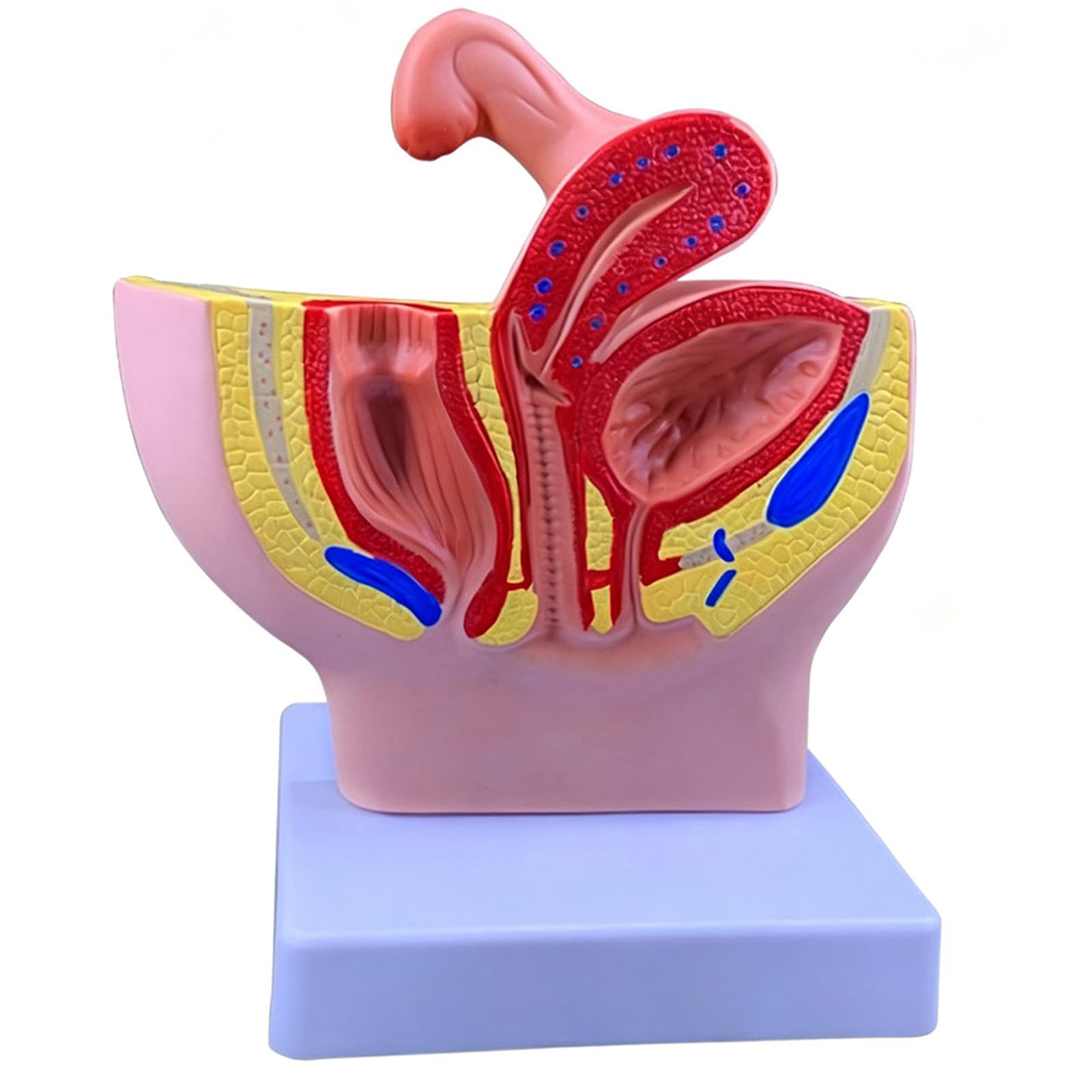 LKYLVEE Human Pelvis Reproductive Anatomy Model - Anatomical Pelvis Median Sagittal Section Model - for Study Teaching Display,F