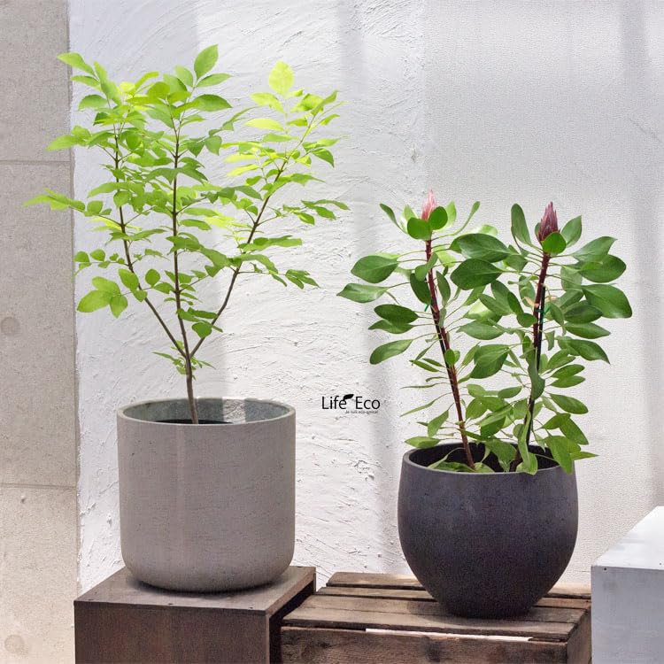 Amazon | 庭木・植木 トネリコ・アオダモ・オーレア（アオタゴ