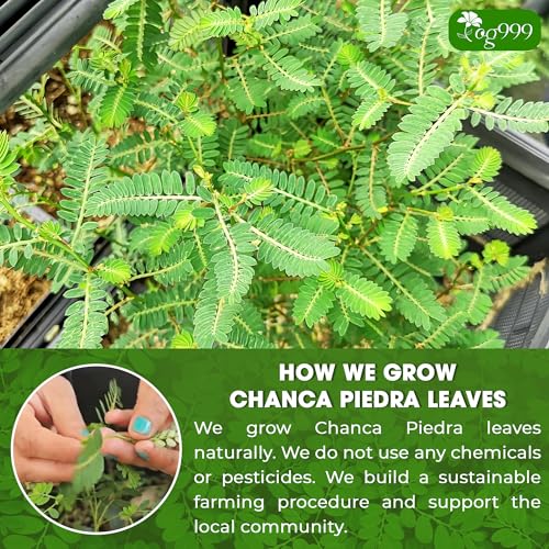 Image of TOG999, Premium 60 Chanca Piedra Leaf Tea Bags, 100% Natural & Pure from Chanca Piedra Leaves. Loose Leaf Chanca Piedra Herbal Tea. Made with Natural Material Tea Bags. No Sugar, No Caffeine, No Gluten, Vegan.