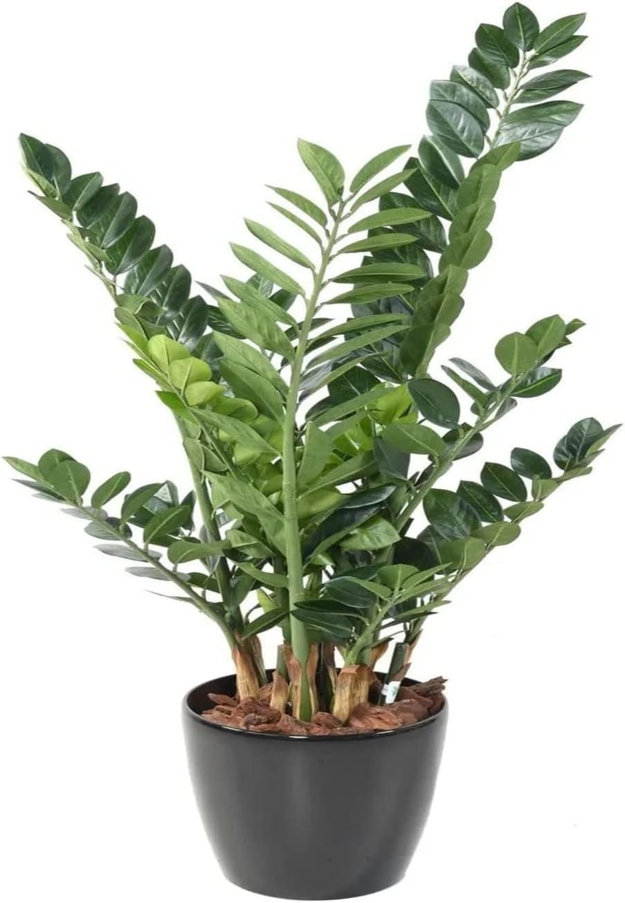 Garden ArtGreen Zamia Zamioculas Zamiifolia " Raven" Succulent Rare Exotic Live Indoor and Outdoor Plant ZZ Green Air Purifier Plant(pack of 1)
