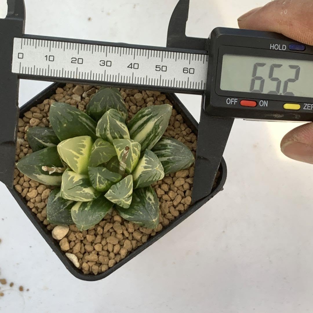 Amazon｜多肉植物 ハオルチア オブツーサ錦 花水晶｜観葉植物
