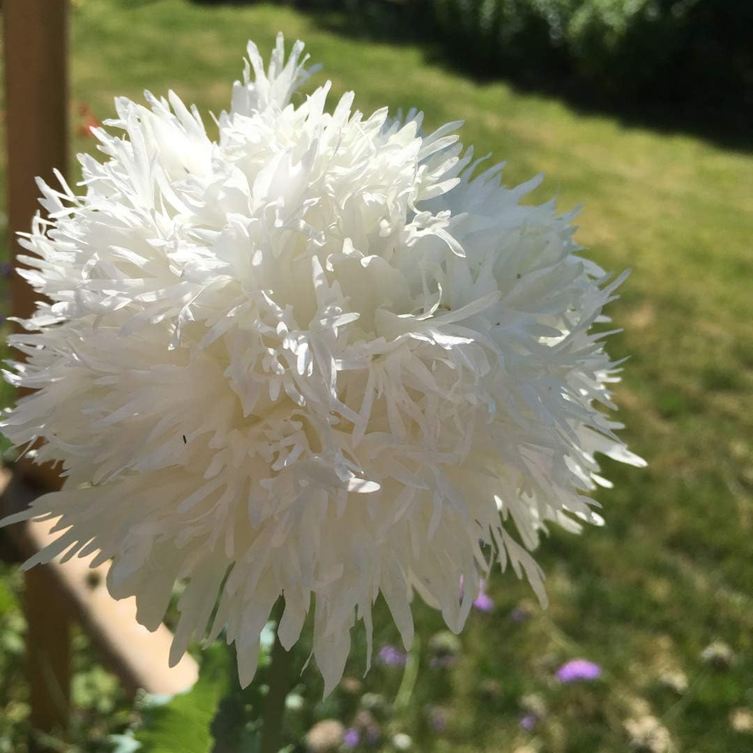 250 Poppy Swansdown White Peony Seeds - 250 White Peony Poppy Seeds