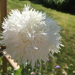 250 Poppy Swansdown White Peony Seeds - 250 White Peony Poppy Seeds