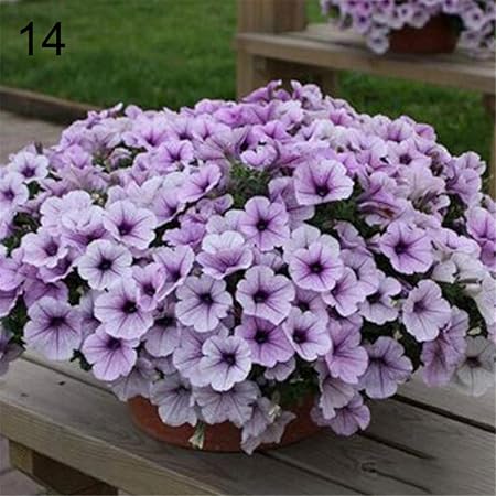 Amazon Ledgoo 送料無料 花の種 ペチュニア パステルカラー ラベンダー 約100粒 C14 花