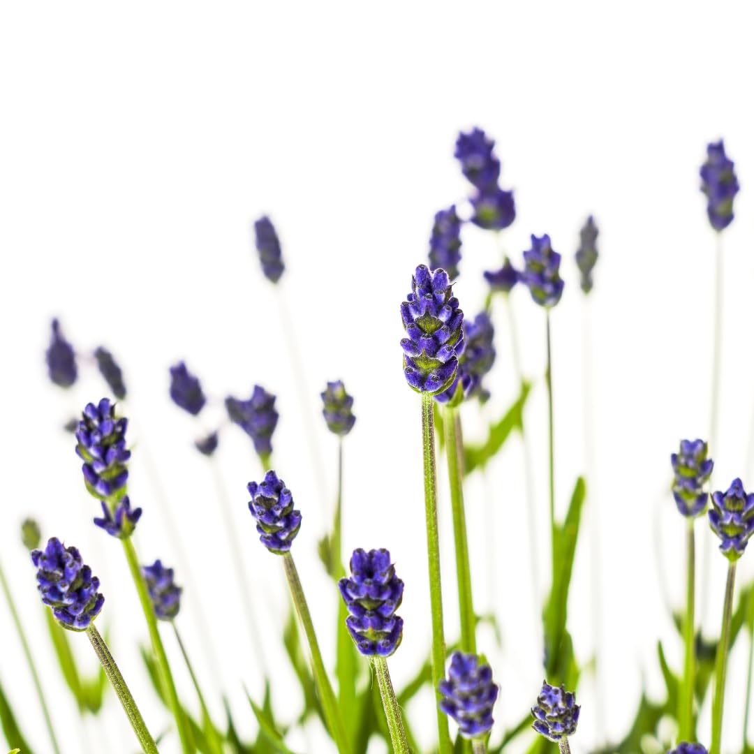 Lavandula angustifolia - Lavendel | 2 Stück - 40-50cm - Ø19cm - Gartenpflanze