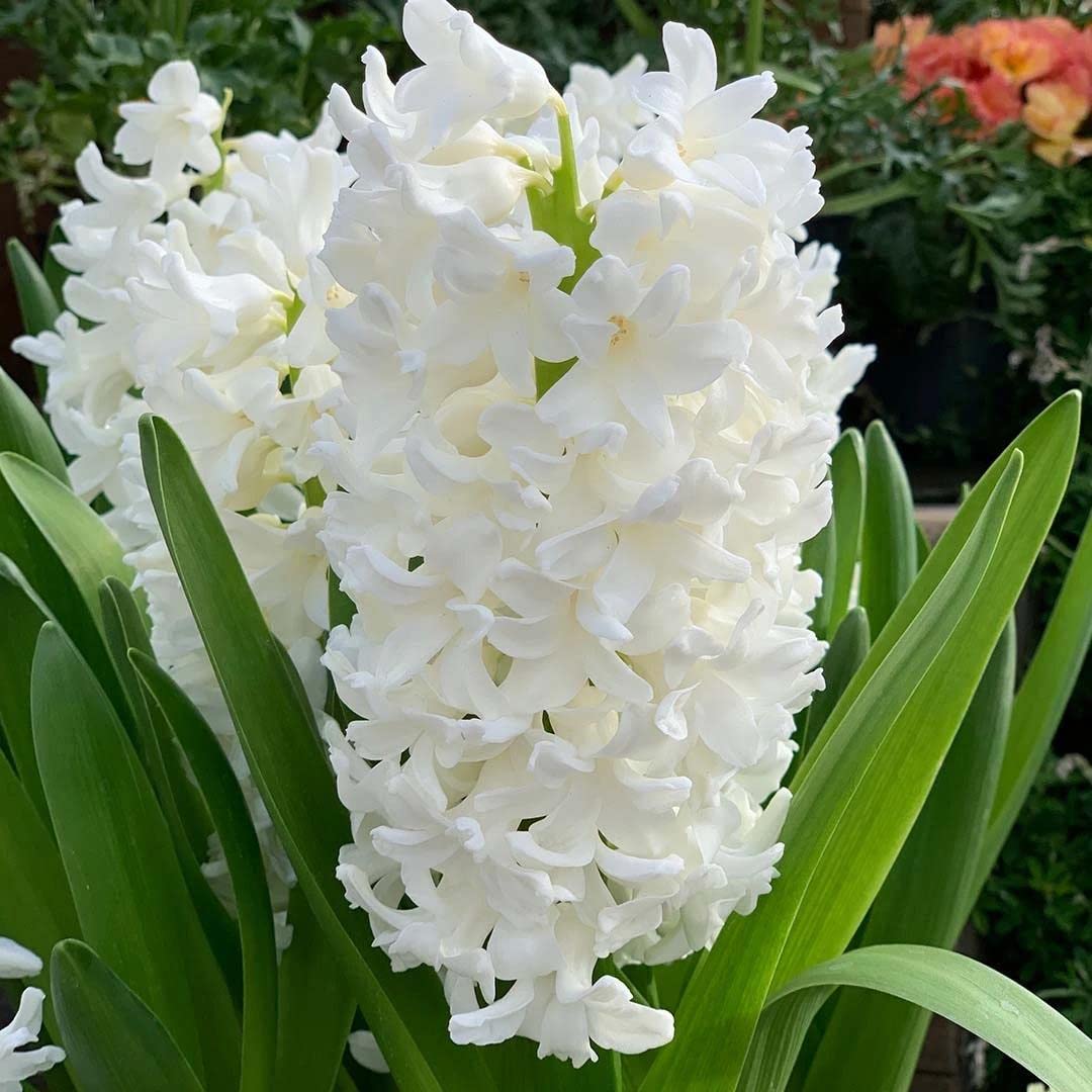 Blue Magic Design 3 prepared fragrant garden bedding Carnegie White Hyacinth corm perennial plants-16/17cm flower bulb - Summer Autumn gardening