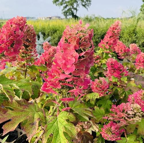 カシワバアジサイ ルビースリッパーズ ６号ポット 樹高60cm以上(根鉢含まず) 花木 庭木 植木 落葉樹 落葉低木
