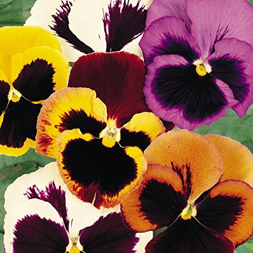 Biocarve Seeds Biocarve Pansy Swiss Giant Mix-Violaâ Wittrockiana - Pack Of 50 Seeds (B01ASWQ4EK) Amazon Price History, Amazon Price Tracker
