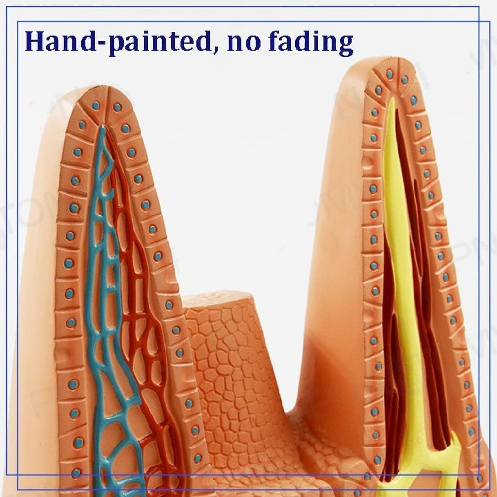 Anatomisches Modell der menschlichen Dünndarmzotten, 400-fach vergrößertes mikroskopisches Organ for den medizinischen Biologieunterricht Anatomische