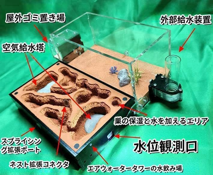 Amazon | アリ飼育キット、腐敗せず、清潔、土や接着剤不要、アリの巣