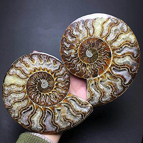 Image of Natural Beautiful Ammonite Fossil Conch Specimen Collectibles Home Decor Gifts Ornament (5-6in /300g-400g)