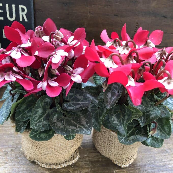 Amazon.co.jp: ジックス シクラメン 2色セット 3号～3.5号 希少