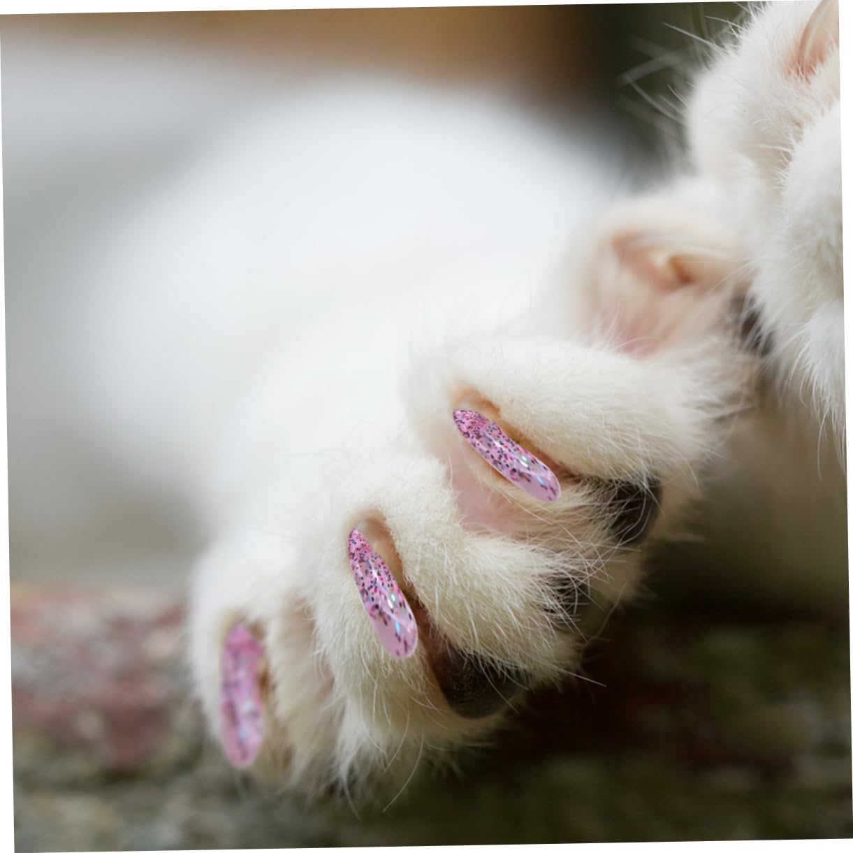 Toddmomy 300 Pièces Ensemble D'Ongles pour Animaux De Compagnie Capuchons De Griffes De Chat Capuchons D'Ongles pour Animaux De Compagnie Capuchons De Griffes pour Chats Couvre-Griffes De