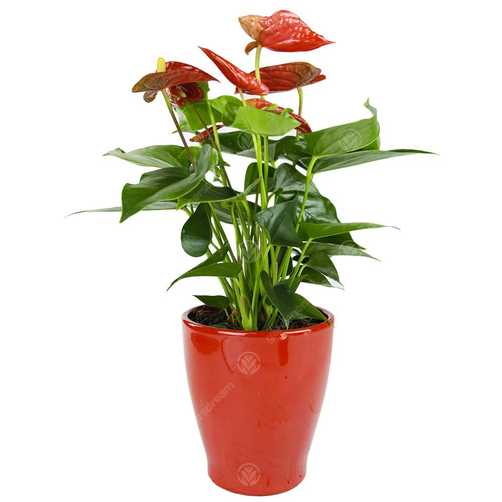 Anthurium Red 13cm (Ceramic Pot)