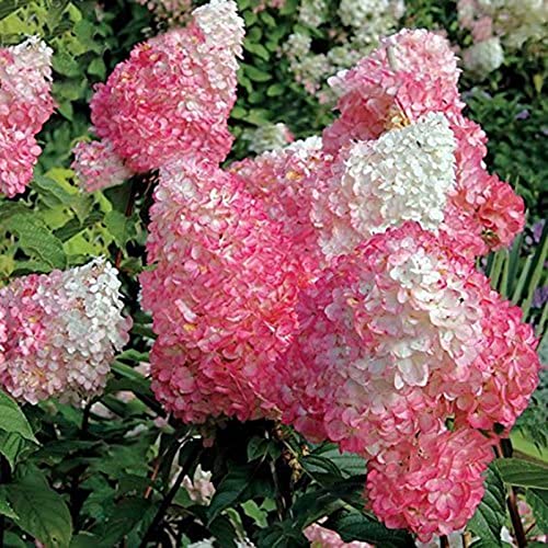 Haloppe 50 stks Aardbei Hortensia Bloemen Planten Zaden voor Thuis Tuin Planten, Hortensia Zaad Bloem Zaad Hortensia Zaden - Afbeelding 5