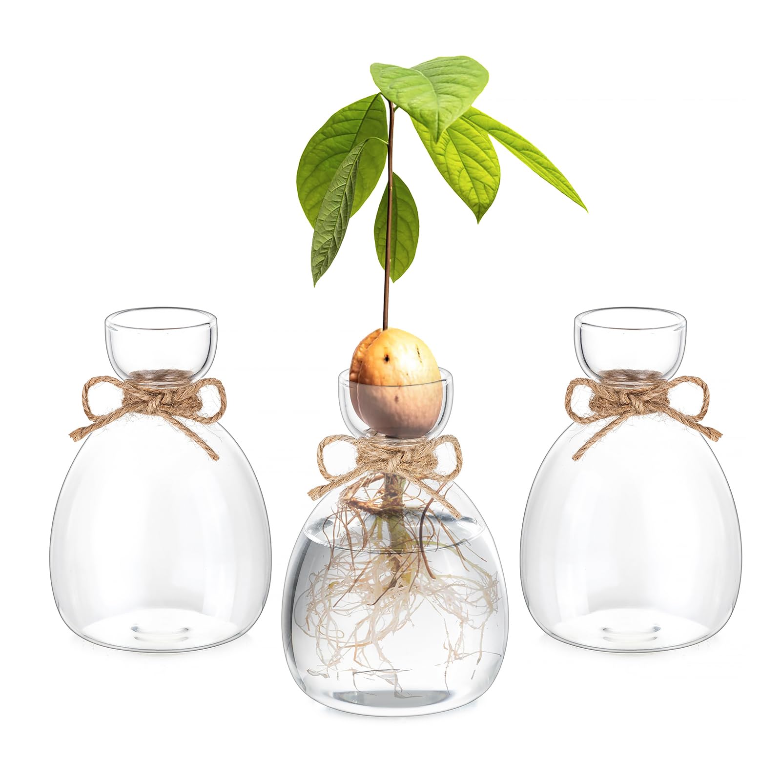 Hewory Avocado Seed Starter Vase 3-Pack