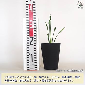 Amazon｜ITANSE ストレリチア ユンケア 7号 1個売り 観葉植物