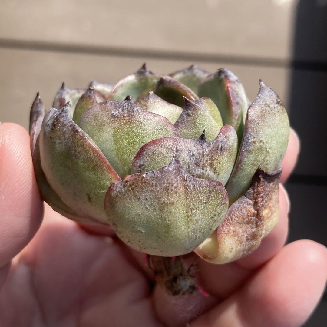 Amazon.co.jp: エケベリア 韓国苗 ブラックタン 多肉植物 : おもちゃ