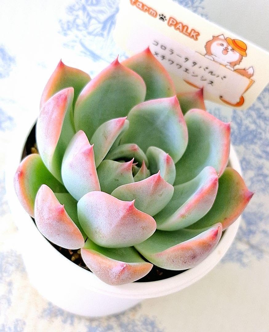 【No.52】アガベ パリートランカータ ライムストリーク 極上美株 No.52 アガベ ートランカータ ライムストリーク 極上美株 アガベ