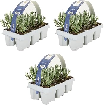 Bloomique - Set of 18 Lavender Shrubs Lavandula angustifolia White - Lavender - Hardy - Balcony Plants - Fragranced - Height 10-20 cm - Root Ball 6 cm