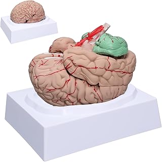 Brain Anatomy Model Life Size Human Brain Model 8-Part Neuroscience Brain Model with Arteries Detachable Brain Amygdala Model for Science Classroom Study Display Medical Teaching Model
