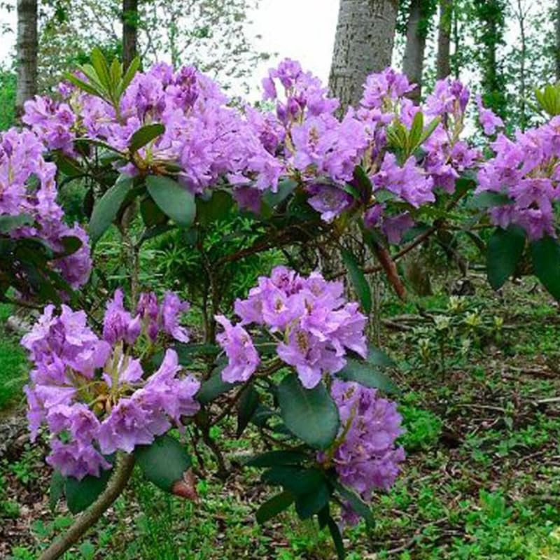 Purple Blue Rhododendron Live Plant Shrubs for Outdoor Planting, Azalea Bushes Ready to Plant, Fragrant Rhododendron Plant Live