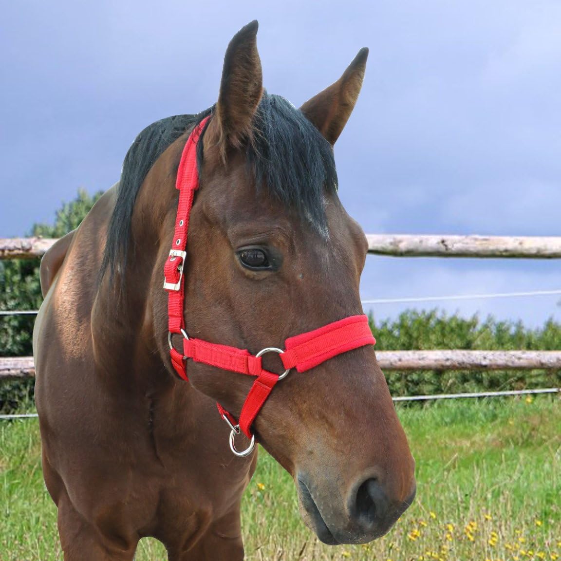 Horse Halter with Wool Lining, Adjustable Halter for Horses Satin Hardware to Prevent Friction, Breakaway Halters for Horses，Fits Pony, Yearling, Draft Horses(Red, L)