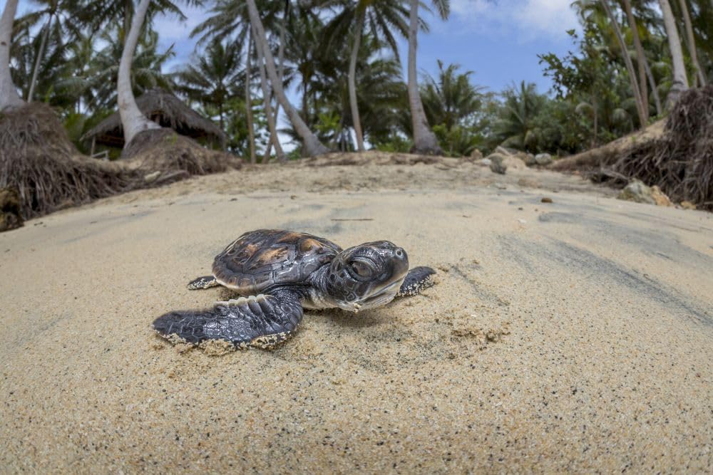 Świeżo wykluty mały zielony żółw morski (Chelonia mydas) zagrożony gatunek przedostaje się przez plażę do oceanu u wybrzeży wyspy Yap Mikronezja; Plakat Yap Federowane Stany Mikronezji