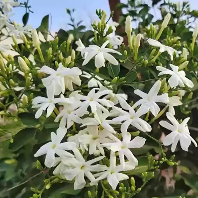 3 Climbing Jasmine Live Plants for Indoor Outdoor Planting, White Jasmine Plants Live, Fragrant, 5-8" in Tall, Hardy