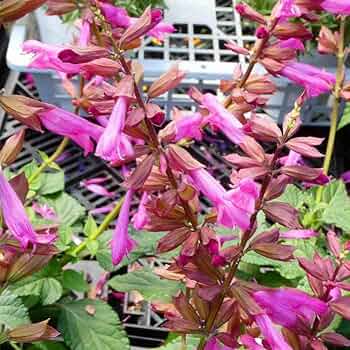 栄養系サルビア　ローマンレッドとリトルバードおしゃれな4寸鉢ごと2個 苗　植物 栄養系サルビアローマンレッドとリトルバードおしゃれな4寸鉢