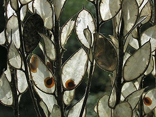 20+ Roman Shield FIBIGIA CLYPEATA Flower Seeds/Dried Flowers/SELF Seeding