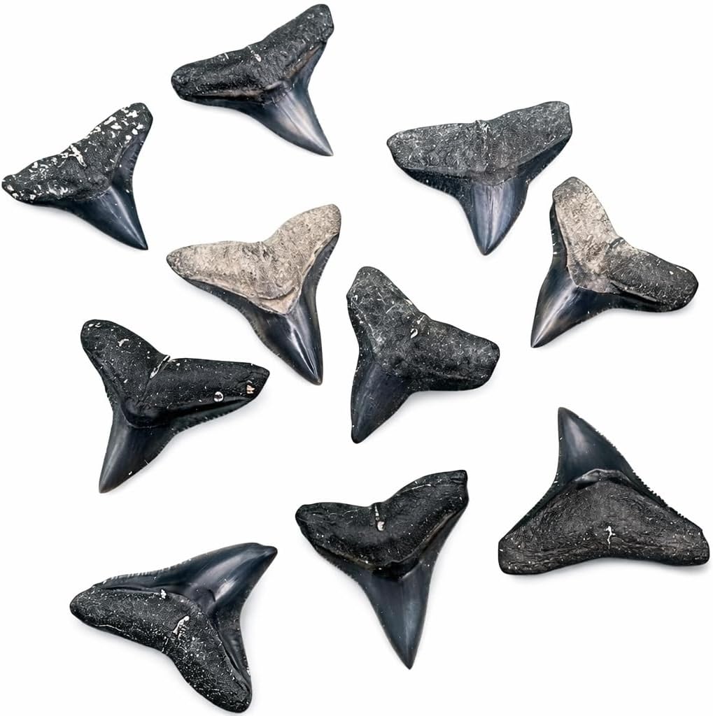 Fossilized Bull Shark Tooth Necklace for Boys on Adjustable Black Cord