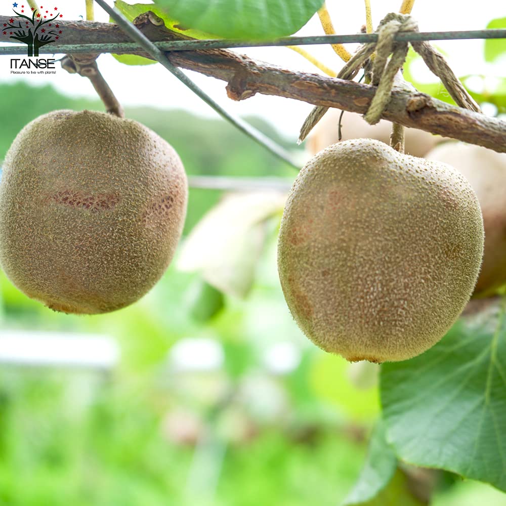 りんごの形の美味しいキウイ アップルキウイフルーツ 雌雄苗木セット