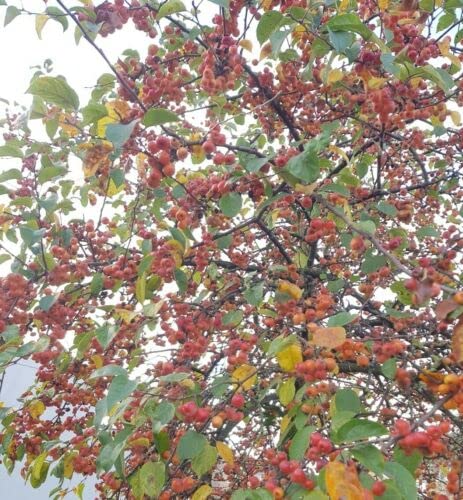 Pommier Native Malus Crabe