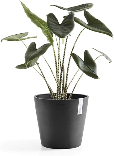 Miniatura 5 de Ecopots Amsterdam Maceta redonda de plástico reciclado duradera para interiores y exteriores (gris oscuro, 16 pulgadas)