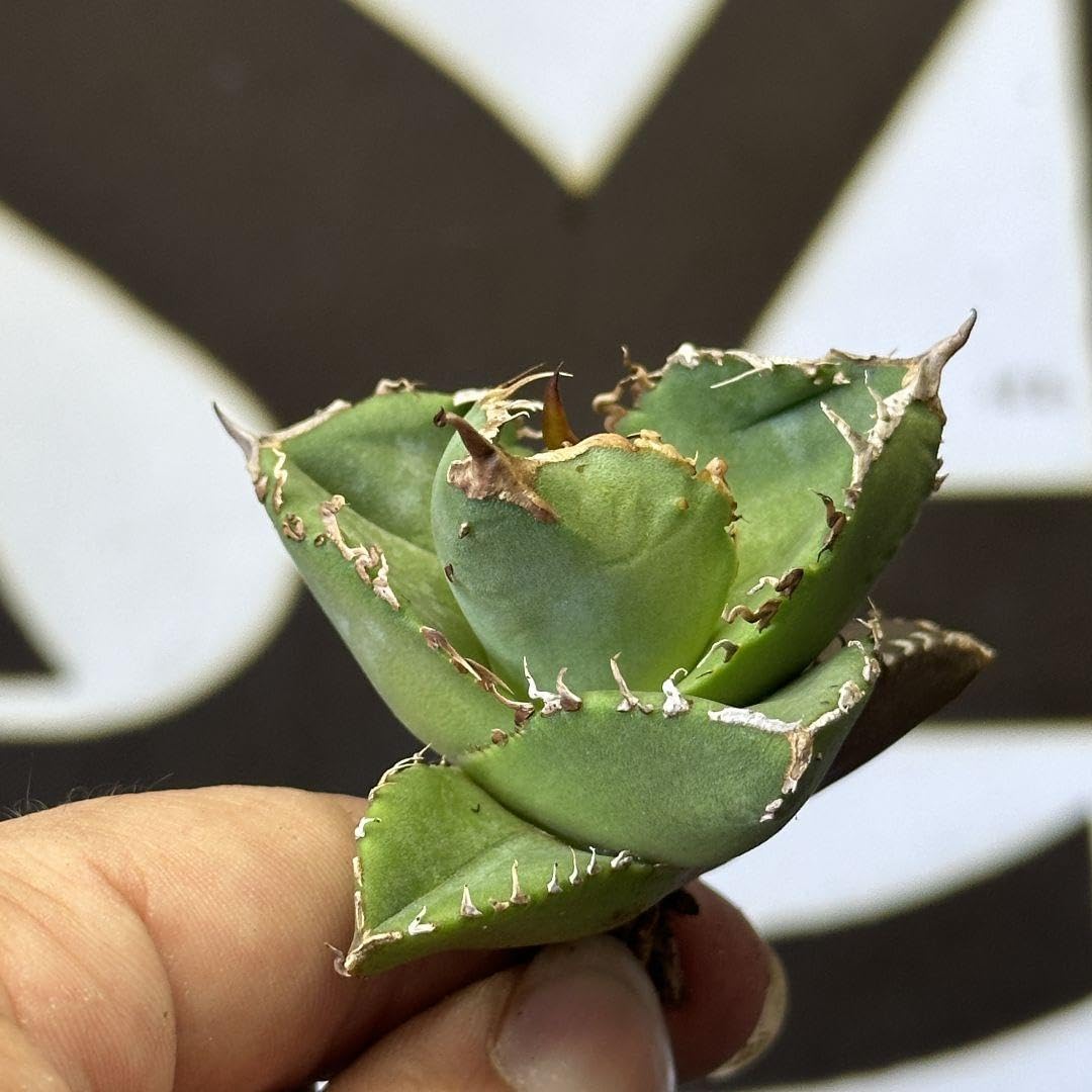 Amazon.co.jp: 693【上澳園芸】 アガベ チタノタ shangao-001蝦蟇 優良